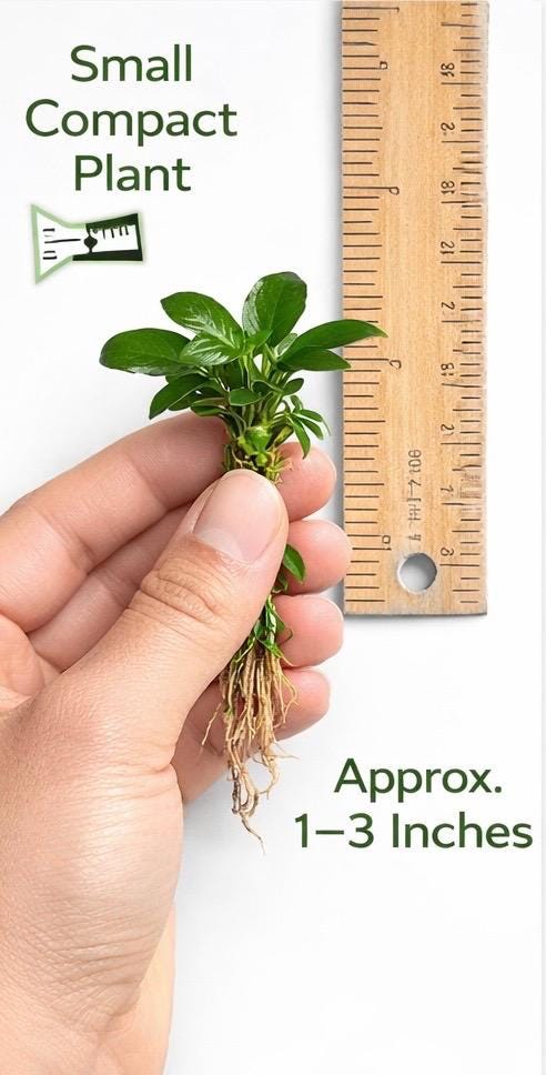 Anubias Nana Petite Live Aquarium Plant – Easy Low Light Freshwater Plant, Betta & Shrimp Tank, Attach to Wood or Rock