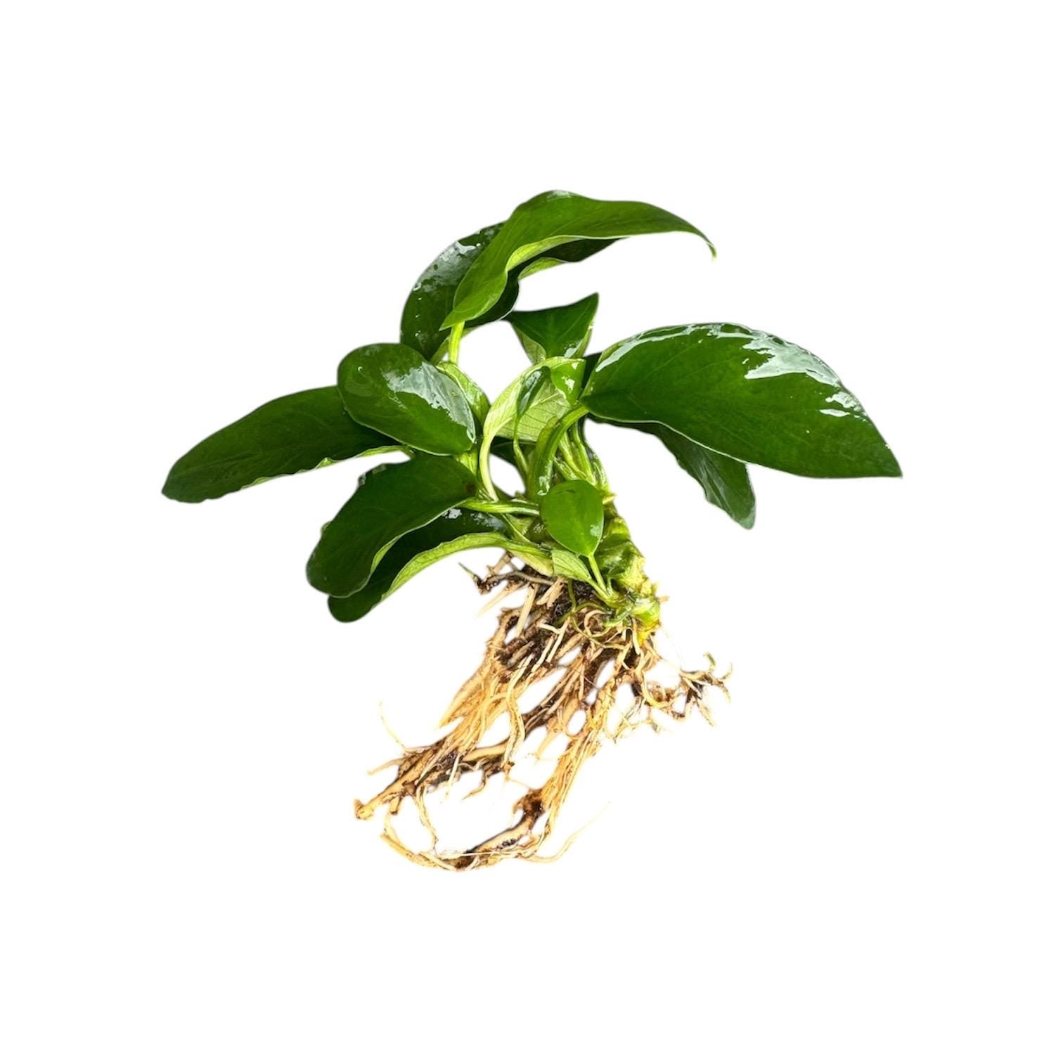 Anubias Nana Petite Live Aquarium Plant – Easy Low Light Freshwater Plant, Betta & Shrimp Tank, Attach to Wood or Rock
