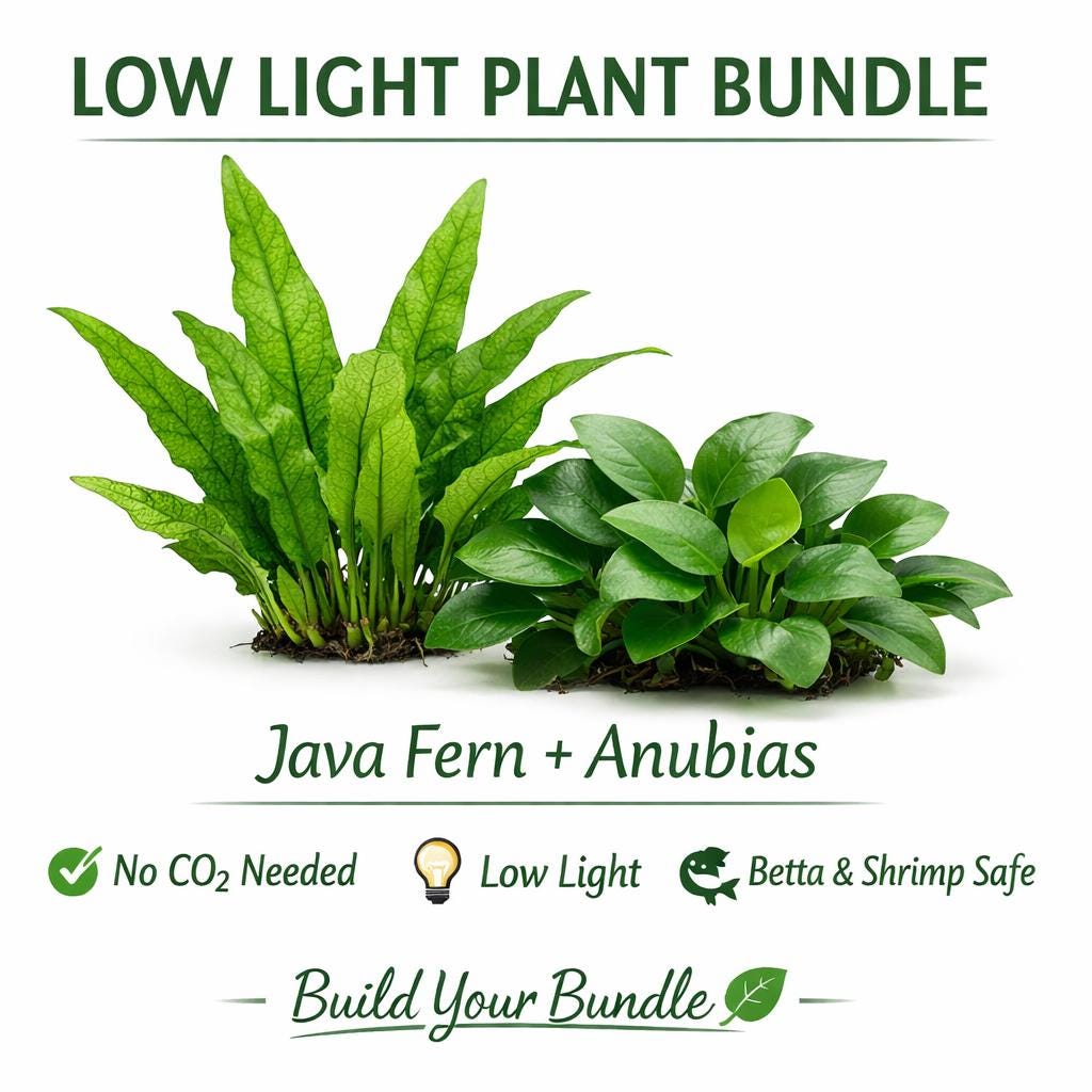 Low light aquarium plant bundle with Java Fern and Anubias Nana Petite on white background, live freshwater plants for betta fish and shrimp tanks, no CO2 needed