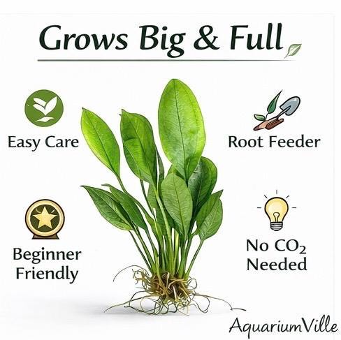 Amazon Sword Live Aquarium Plant – Store Pick Freshwater Plant, Easy Beginner Plant for Betta Fish, Shrimp & Planted Tanks