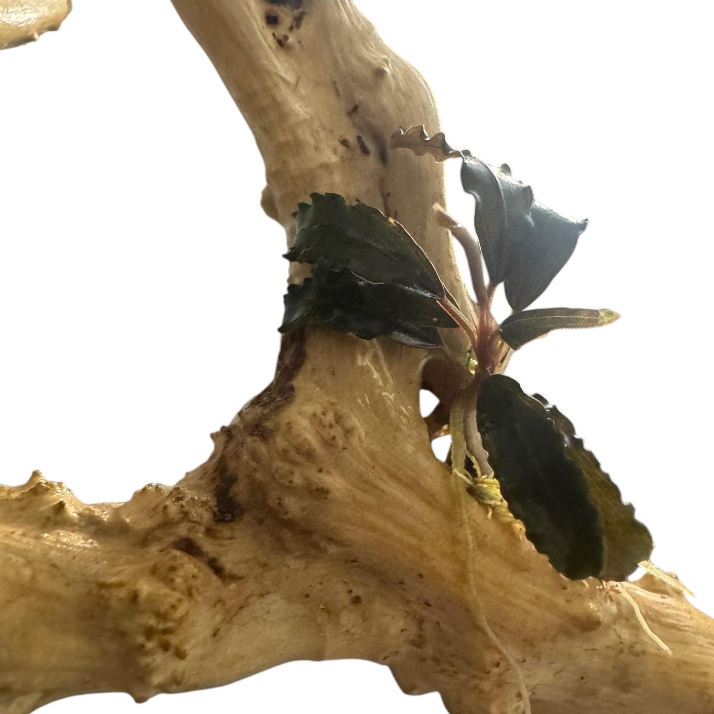 Bucephalandra Godzilla on Spiderwood – Rare Buce Aquarium Plant Attached to Driftwood, Easy Low Light Freshwater Plant for Betta Shrimp Tank