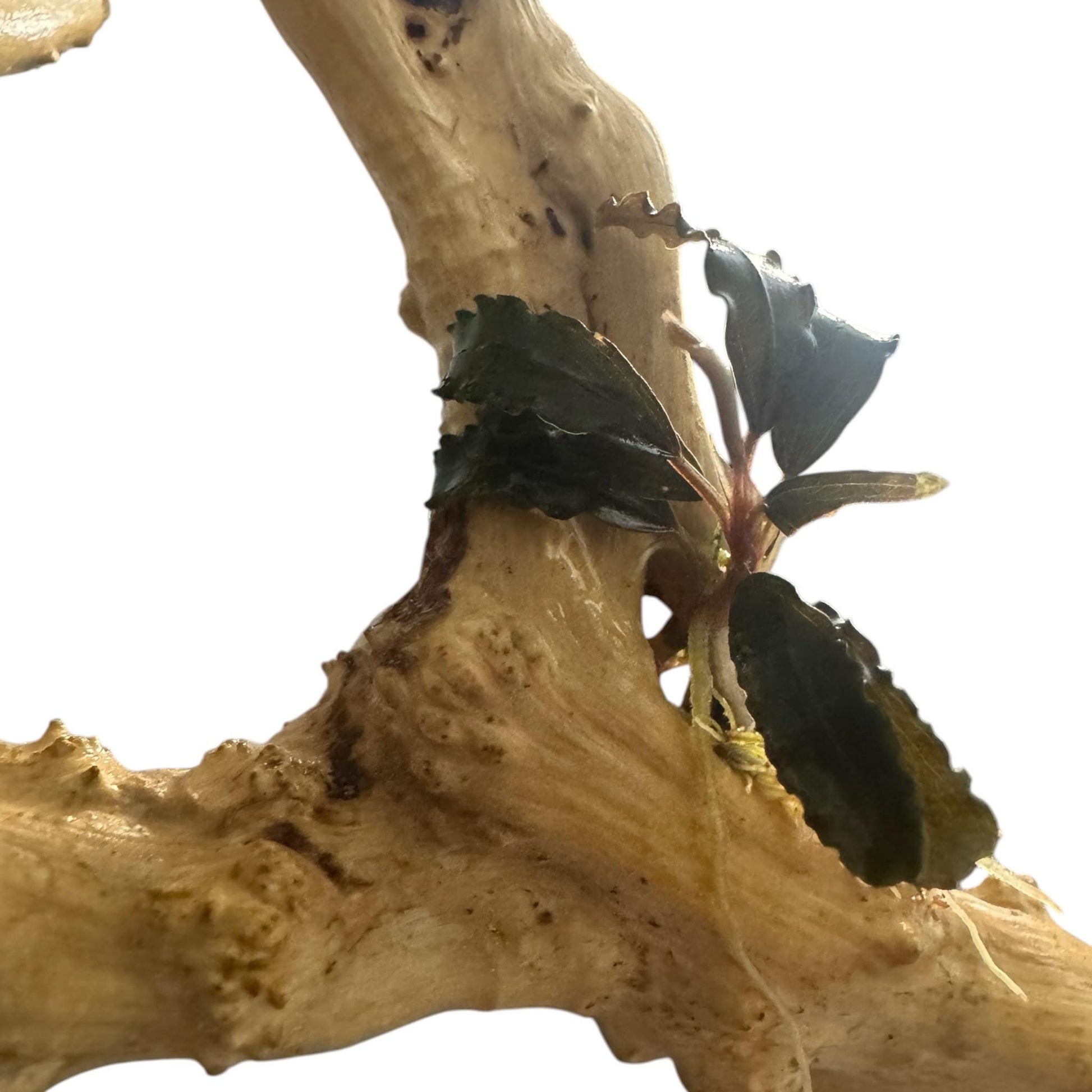 Bucephalandra Godzilla on Spiderwood – Rare Buce Aquarium Plant Attached to Driftwood, Easy Low Light Freshwater Plant for Betta Shrimp Tank