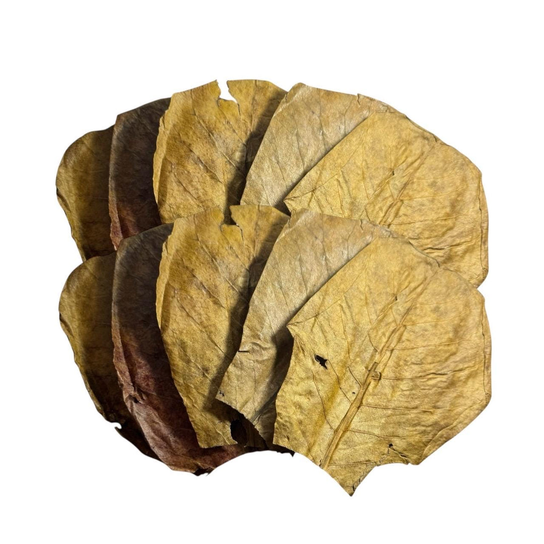 Betta Botanical Bundle – Indian Almond Leaves, Alder Cones, Bark | Natural Aquarium Tannins &amp; Blackwater Kit