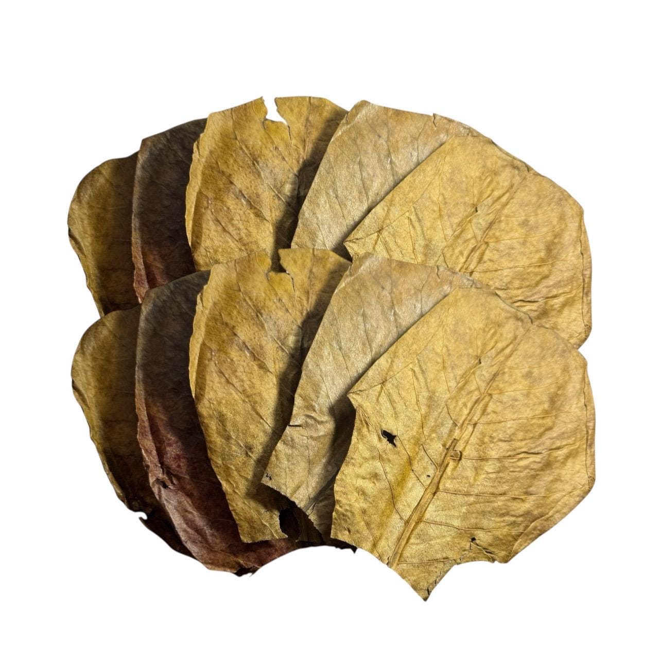 Betta Botanical Bundle – Indian Almond Leaves, Alder Cones, Bark | Natural Aquarium Tannins & Blackwater Kit