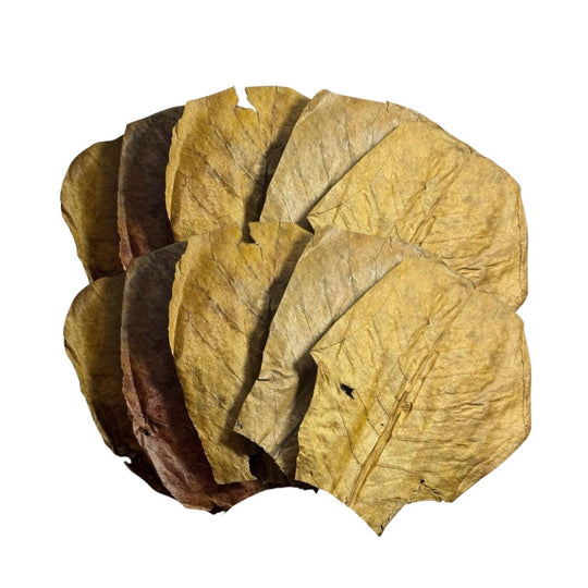 Betta Essentials Kit – Starter Aquarium Bundle with Almond Leaves, Alder Cones, Cave, Thermometer &amp; Feeding Ring