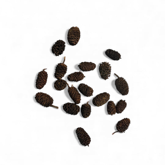 Betta Essentials Kit – Starter Aquarium Bundle with Almond Leaves, Alder Cones, Cave, Thermometer &amp; Feeding Ring
