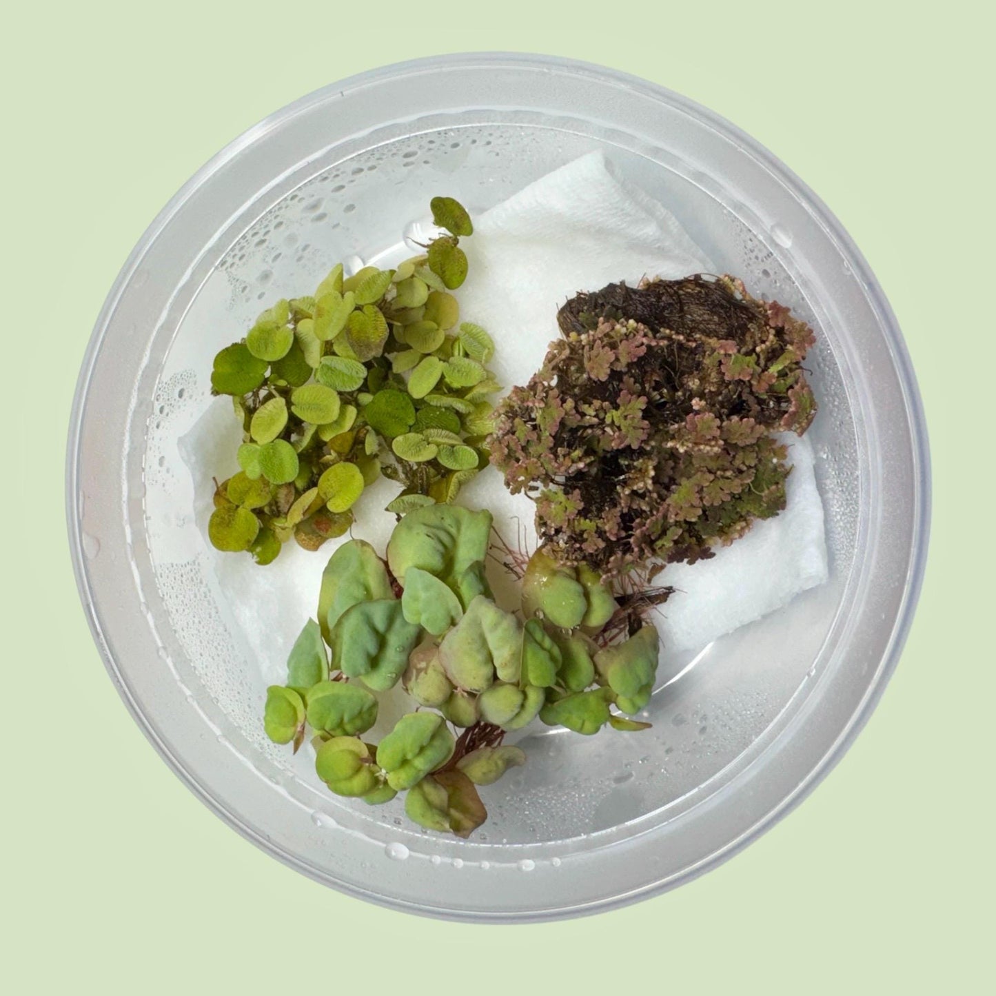 Red root floater, salvinia minima, and azolla floating aquarium plants in clear deli cup with moist paper towel, live freshwater plant bundle for betta and shrimp tanks