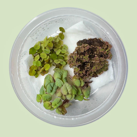 Red root floater, salvinia minima, and azolla floating aquarium plants in clear deli cup with moist paper towel, live freshwater plant bundle for betta and shrimp tanks