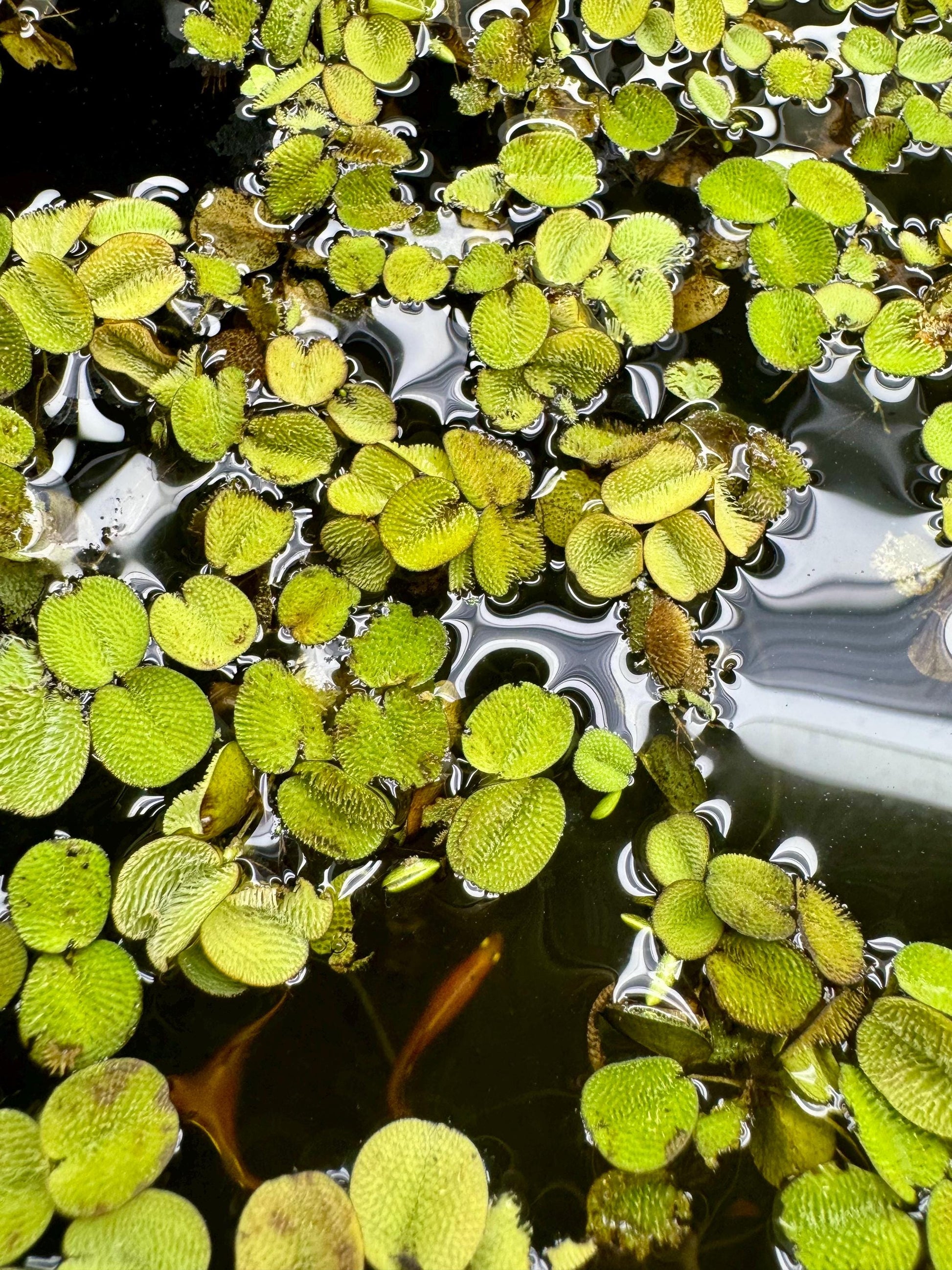 Salvinia minima floating aquarium plants covering water surface in freshwater tank with fish below, natural algae control live plant