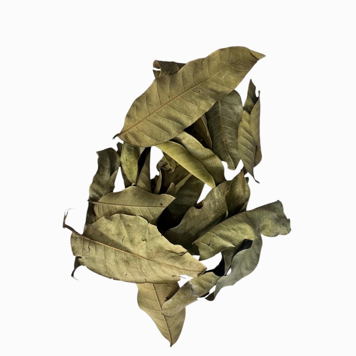 Longan Leaves 20-80 Pack | Blackwater Aquarium Leaf Litter for Betta, Shrimp, Fish Tank Botanicals