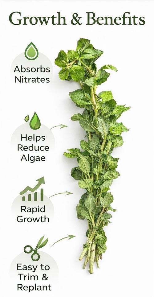 Water Wisteria aquarium plant benefits chart, live freshwater stem plant absorbs nitrates, reduces algae, fast growing aquatic plant for betta and shrimp tanks