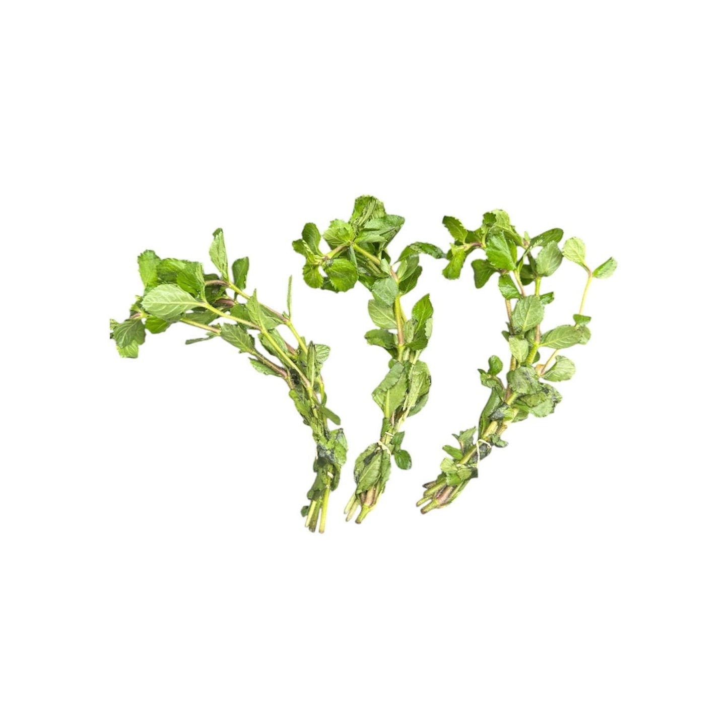 Water Wisteria live aquarium plants bundle on white background, fresh green freshwater stem plants for betta fish, shrimp tanks, fast growing beginner aquatic plant