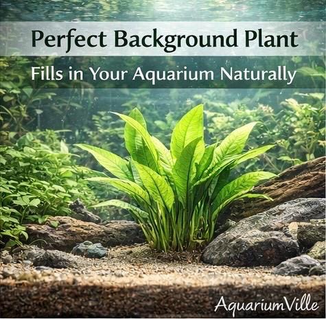 Amazon Sword Live Aquarium Plant – Store Pick Freshwater Plant, Easy Beginner Plant for Betta Fish, Shrimp & Planted Tanks