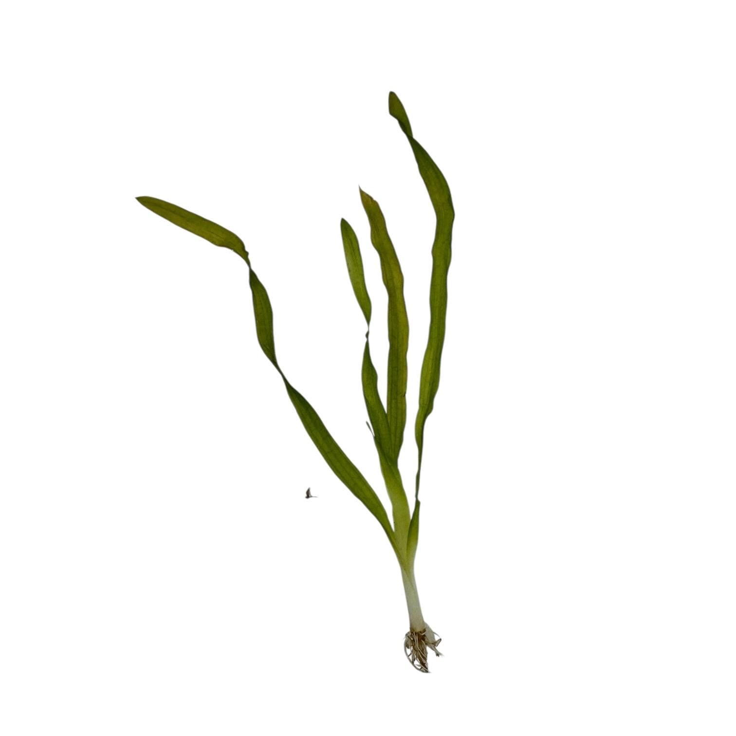 Corkscrew Vallisneria Live Aquarium Plant – Easy Background Plant – Low Light Freshwater Fish Tank Plant