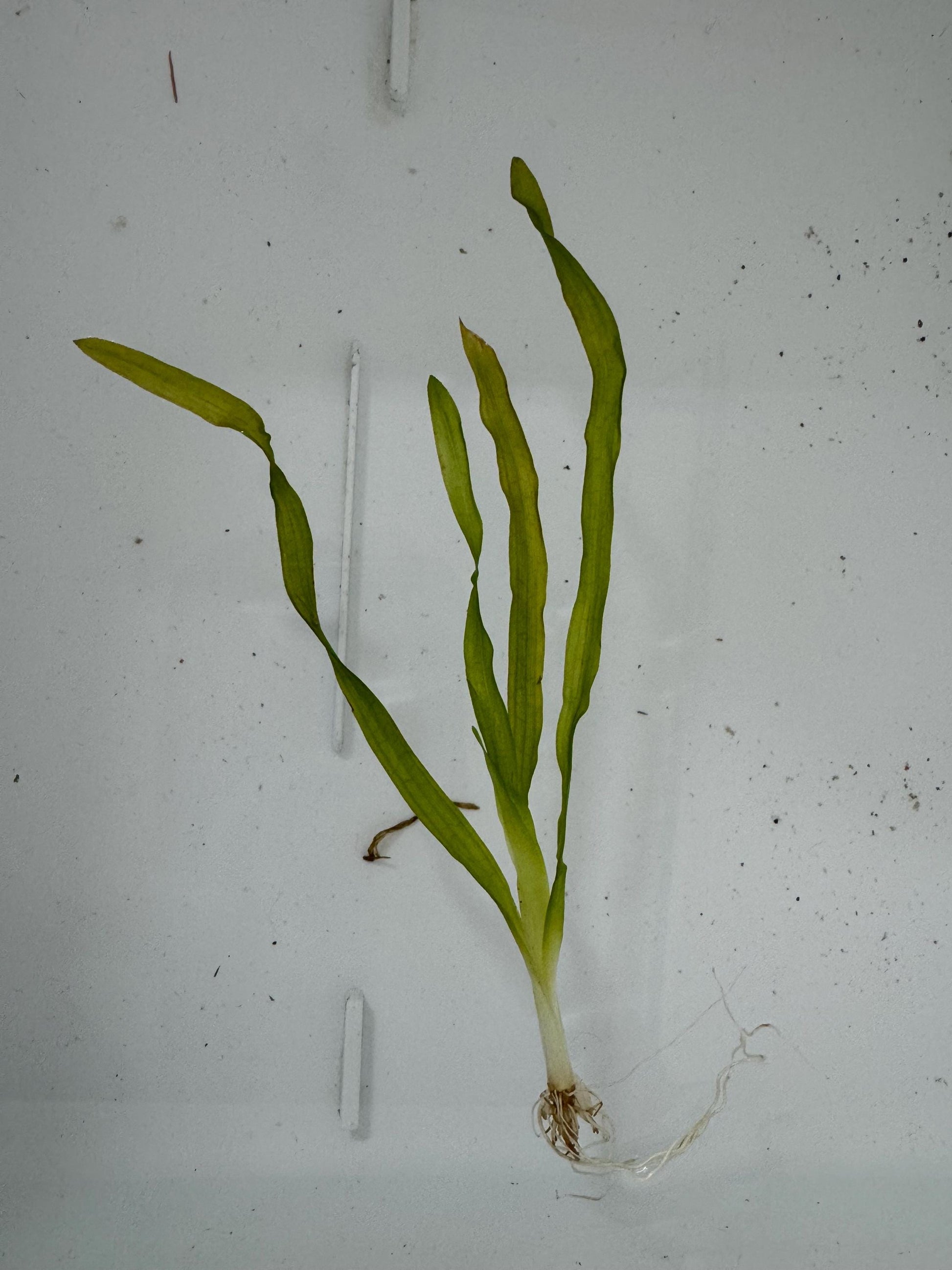 Corkscrew Vallisneria Live Aquarium Plant – Easy Background Plant – Low Light Freshwater Fish Tank Plant