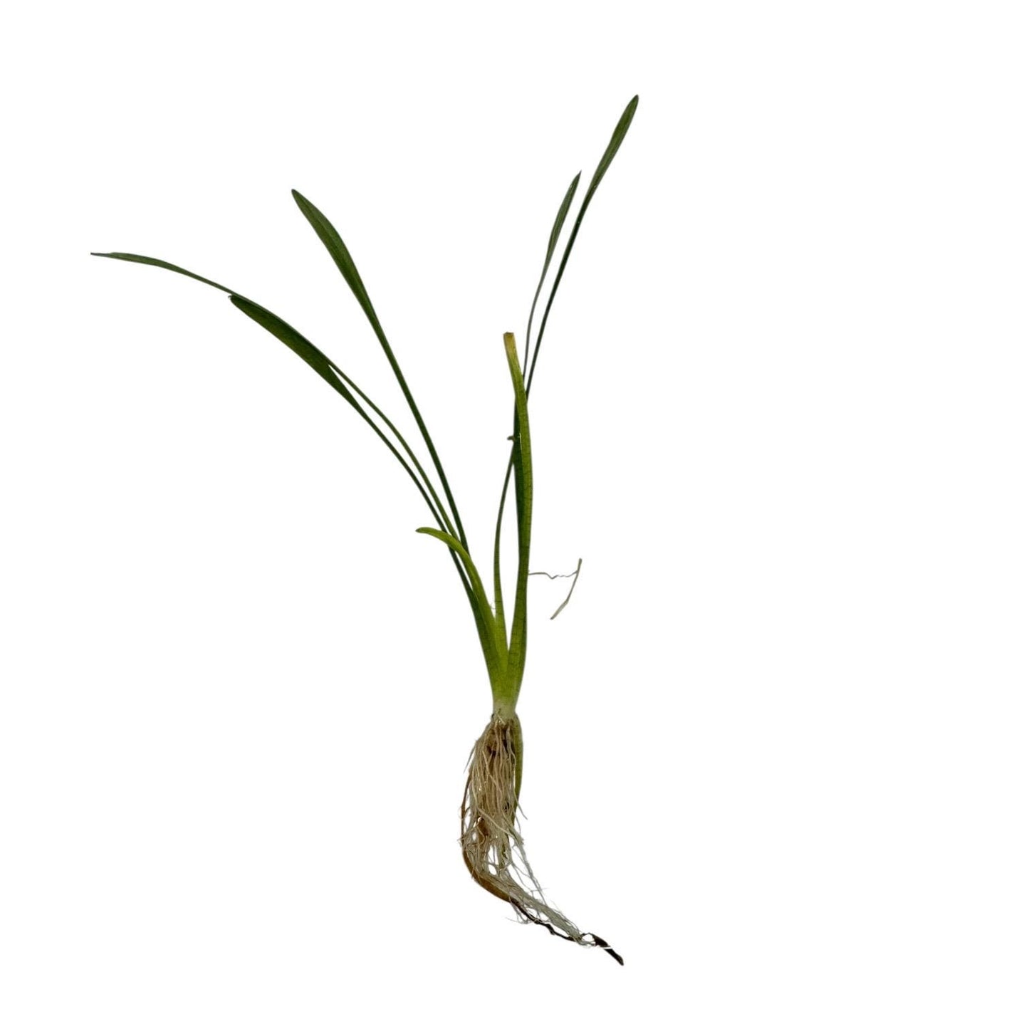 Dwarf Sagittaria Subulata live aquarium plant, single bare-root foreground plant on white background, easy freshwater carpet plant