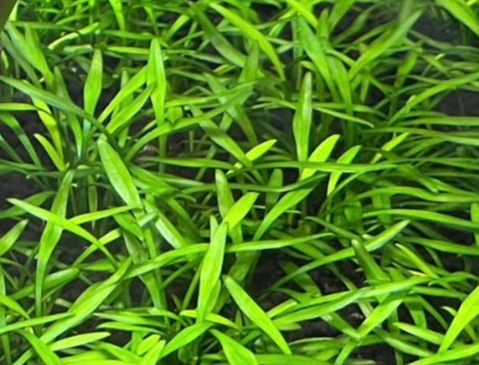 Crypt parva freshwater aquarium plant close up, low growing carpet plant with slender green leaves