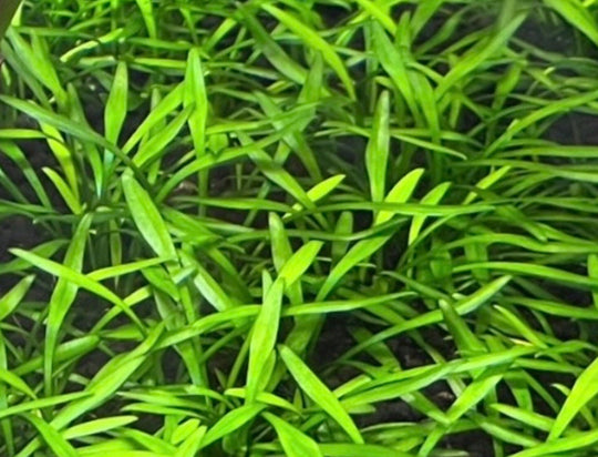 Crypt parva freshwater aquarium plant close up, low growing carpet plant with slender green leaves