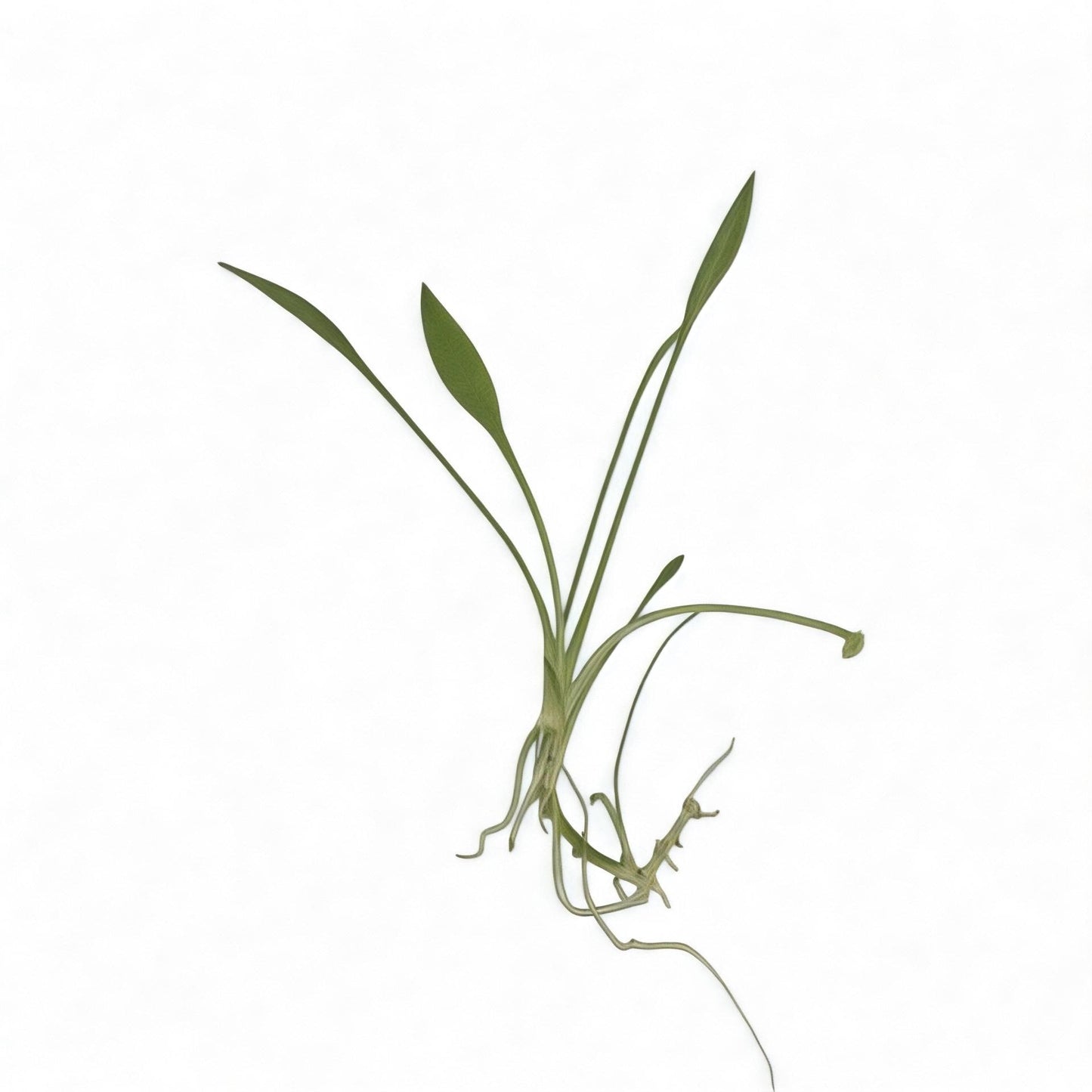 Live Crypt Parva aquatic plant with roots visible, nano aquarium foreground plant on white backdrop