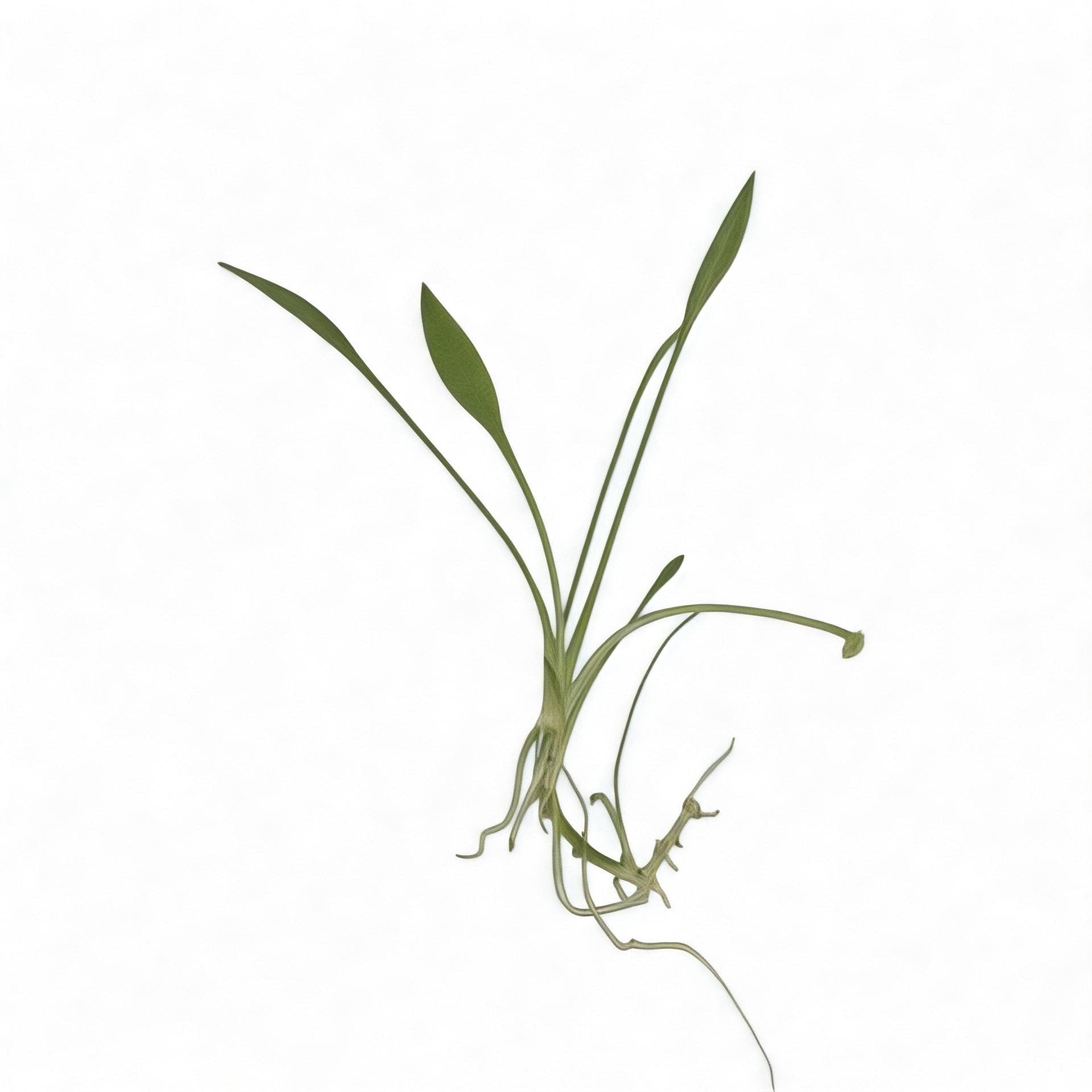 Live Crypt Parva aquatic plant with roots visible, nano aquarium foreground plant on white backdrop