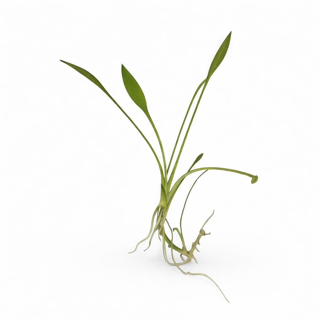Crypt Parva live aquarium plant on white background, foreground carpeting plant with green narrow leaves and exposed roots
