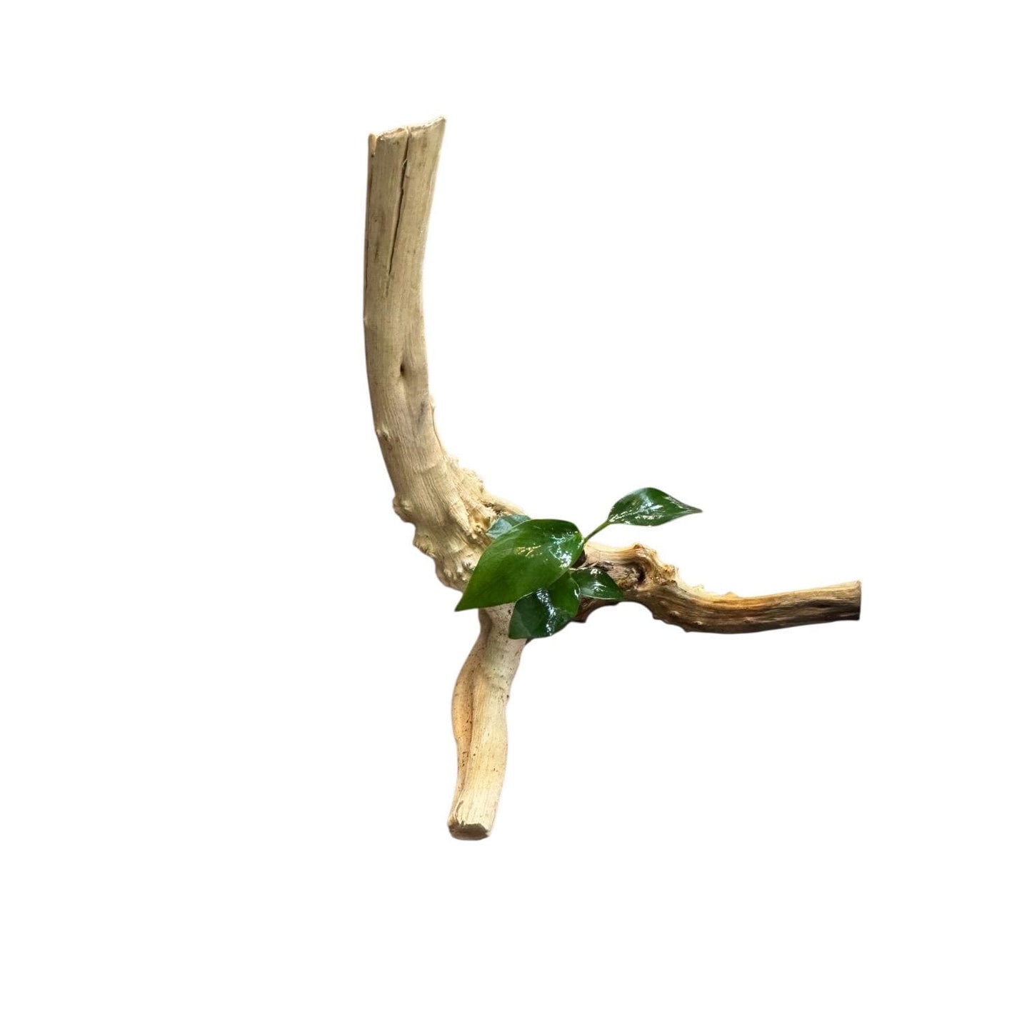 Anubias nana on spider wood driftwood aquarium plant side view, natural aquascaping wood with live plant on white background