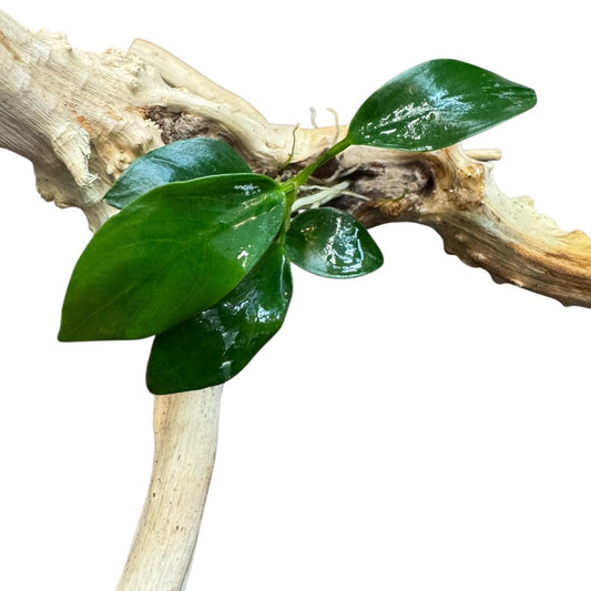 Close up of anubias nana leaves on spiderwood, healthy green aquarium plant attached to driftwood on white background