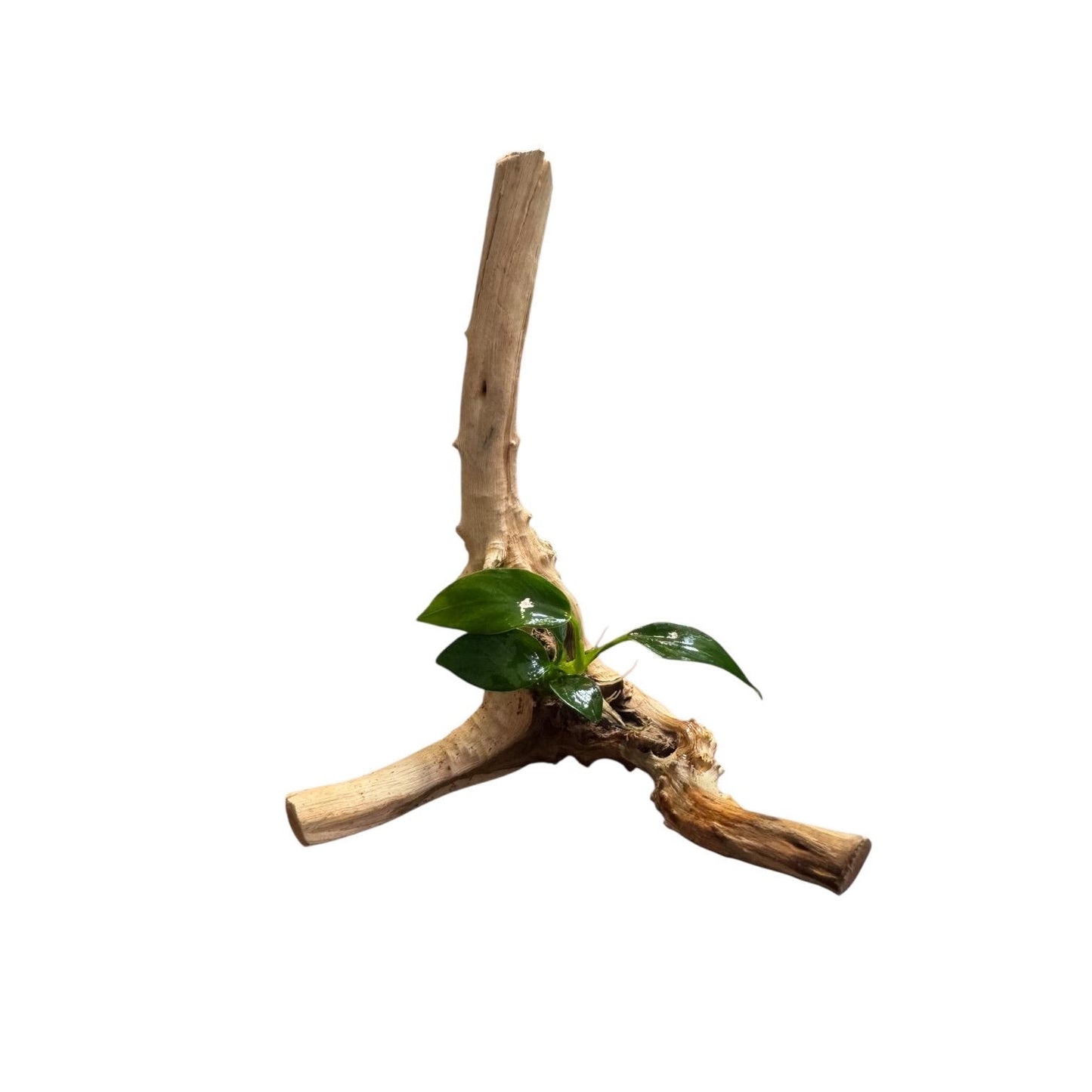 Anubias nana attached to spiderwood 6-7 inch live aquarium plant on white background, ready to place aquascape wood