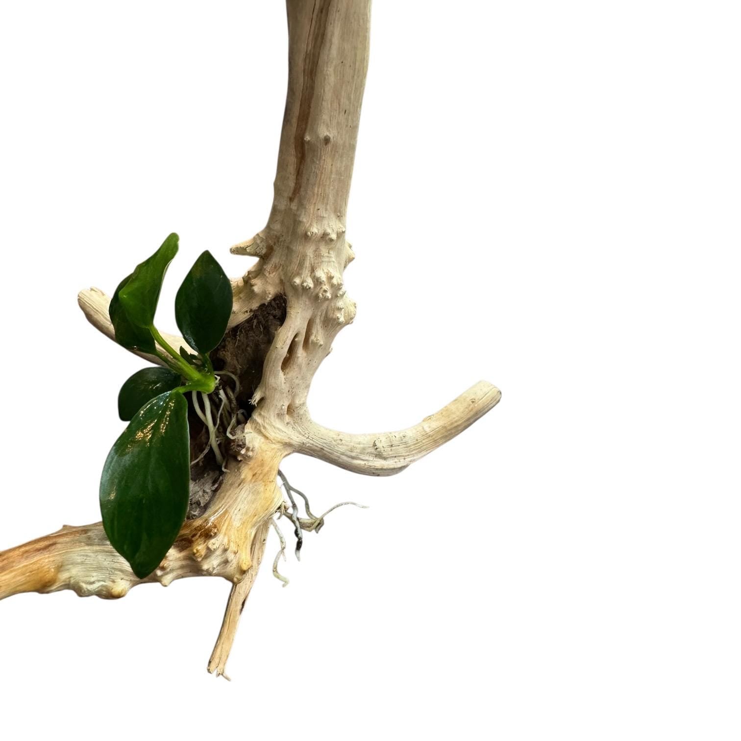 Live anubias nana plant mounted on spiderwood branch aquarium decor isolated on white, low light aquascape plant