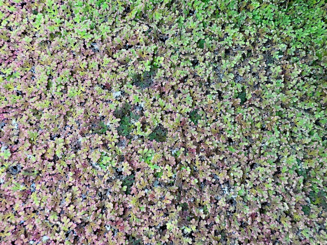 Azolla floating aquarium plants forming dense red and green surface coverage, live freshwater floating fern for fish and shrimp tanks