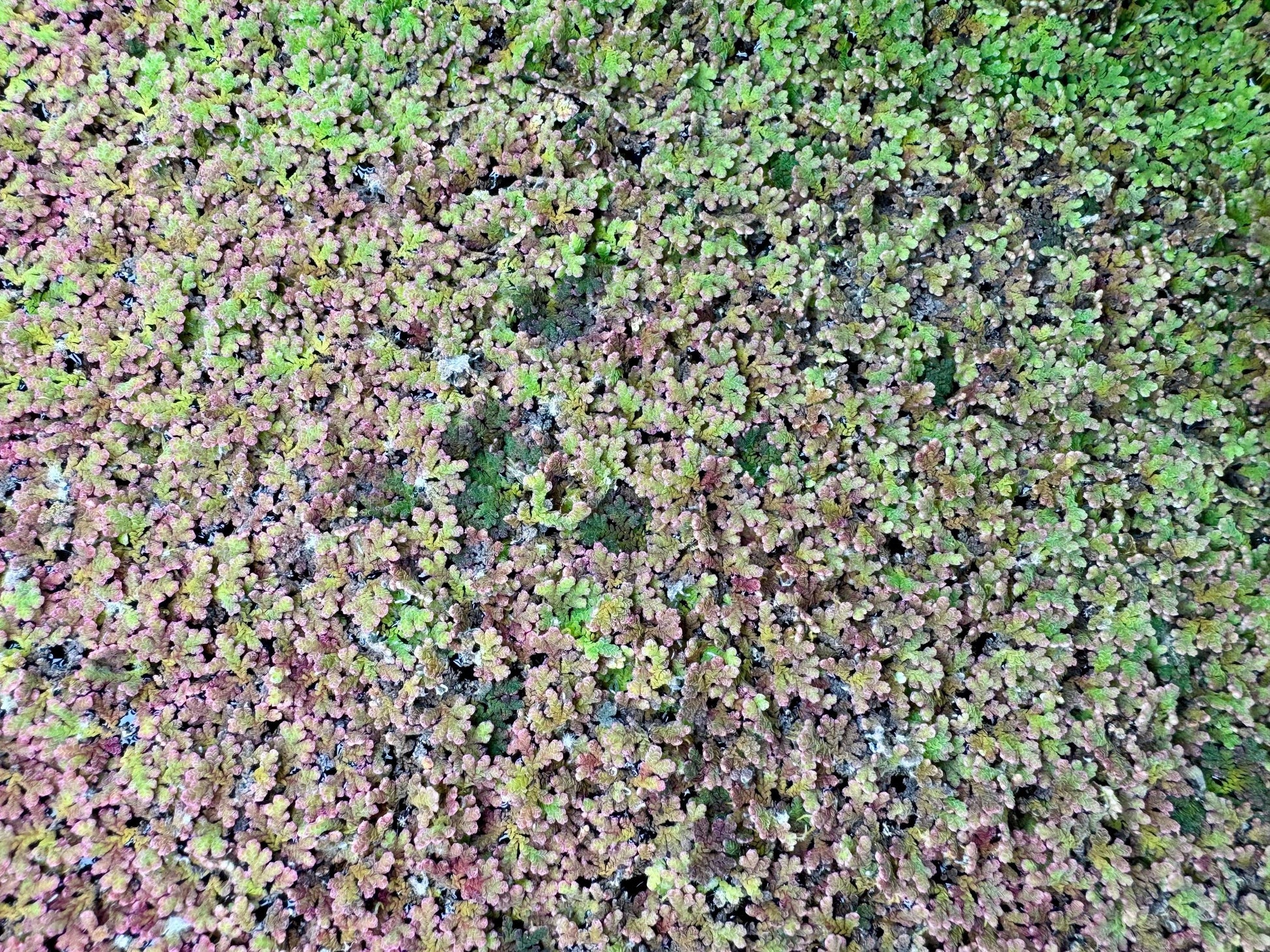 Azolla floating aquarium plants forming dense red and green surface coverage, live freshwater floating fern for fish and shrimp tanks
