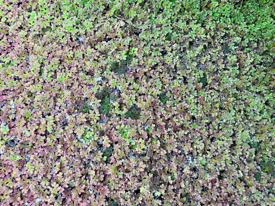 Azolla floating aquarium plants forming dense red and green surface coverage, live freshwater floating fern for fish and shrimp tanks