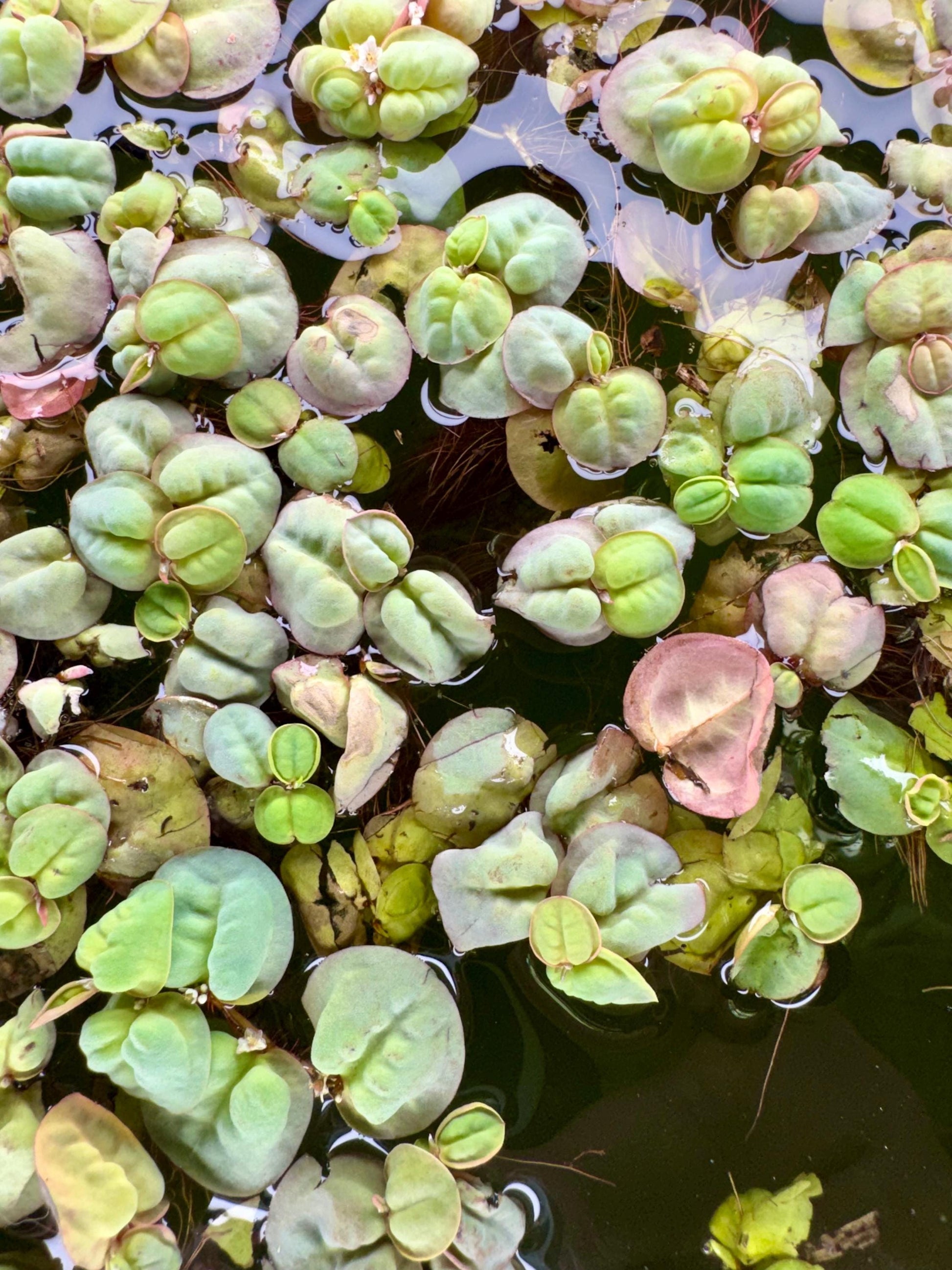 Red root floater floating aquarium plants with green leaves and red roots on water surface, live freshwater plant for betta and shrimp tanks