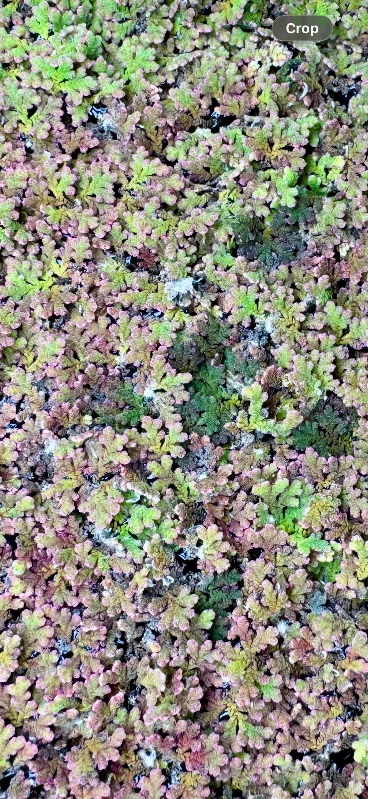 Dense azolla floating aquarium plant covering water surface with green and red coloration, live freshwater floating fern for fish tanks