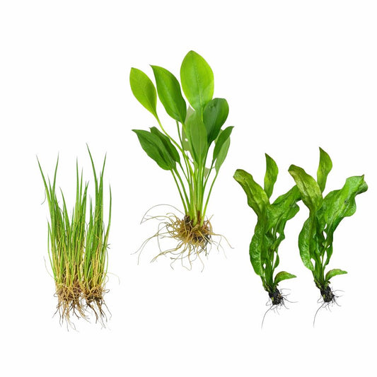 Aquarium plant bundle with Amazon sword, dwarf hairgrass, and java fern on white background, live freshwater plants for aquascaping fish tanks