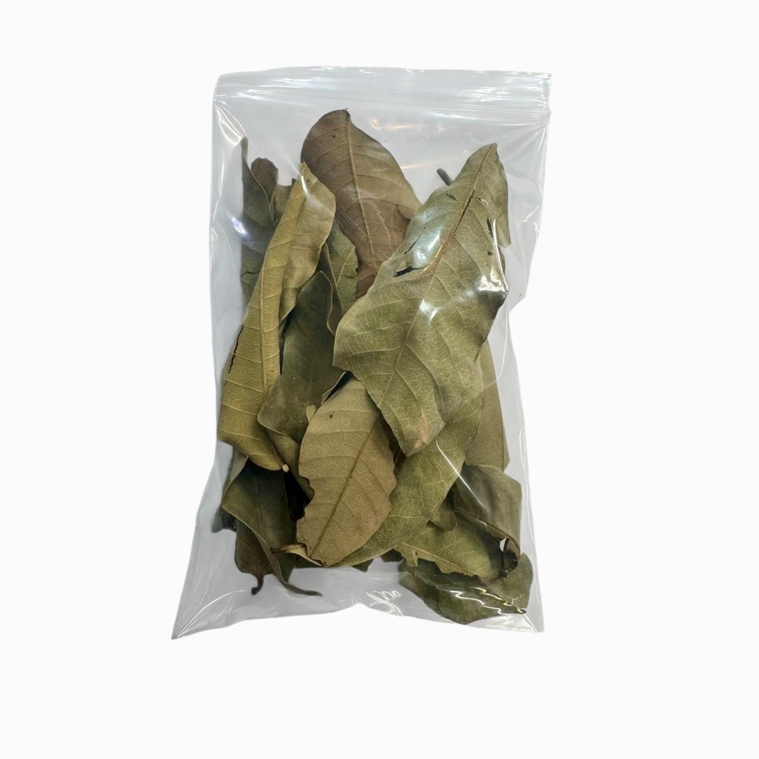 Longan Leaves 20-80 Pack | Blackwater Aquarium Leaf Litter for Betta, Shrimp, Fish Tank Botanicals