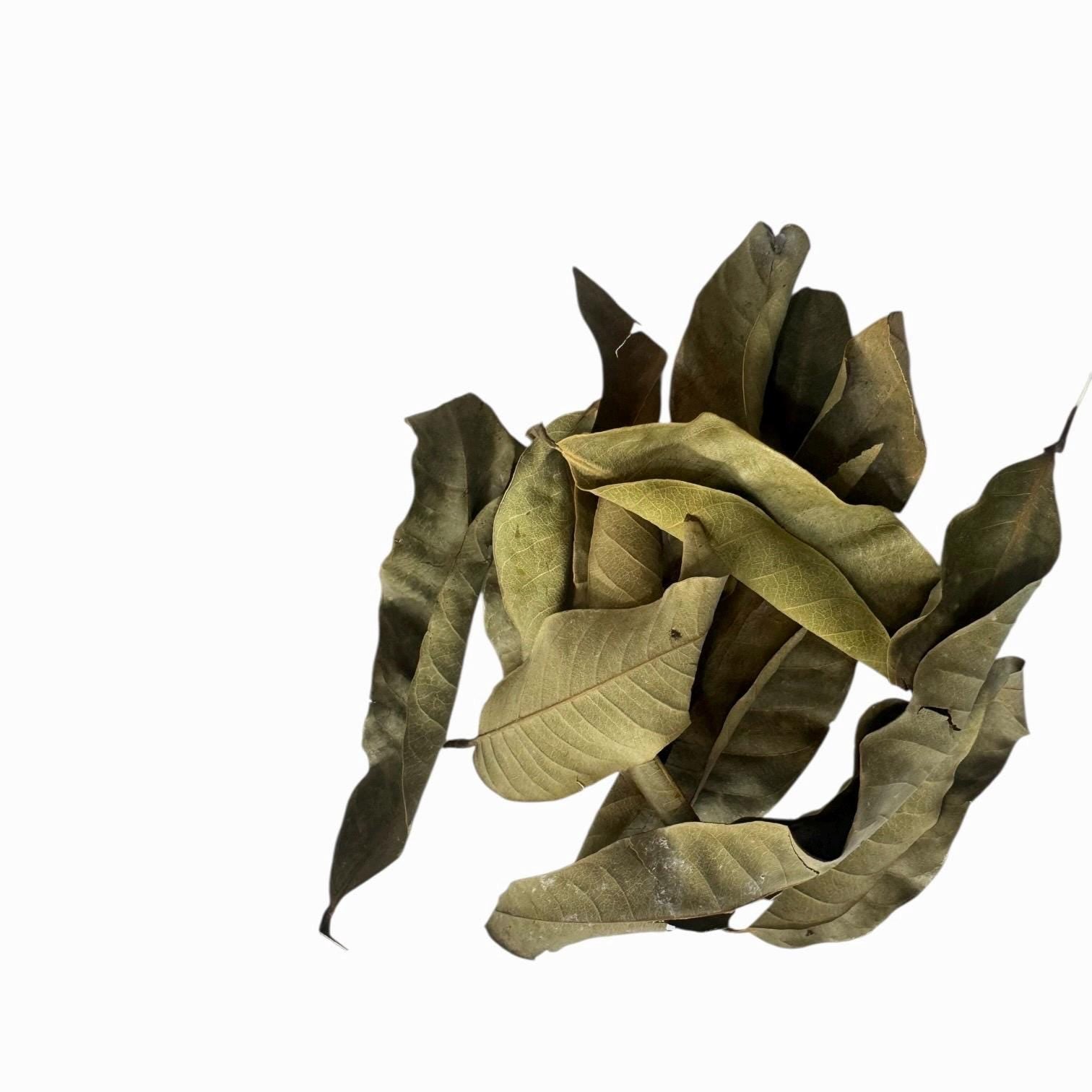 Longan Leaves 20-80 Pack | Blackwater Aquarium Leaf Litter for Betta, Shrimp, Fish Tank Botanicals