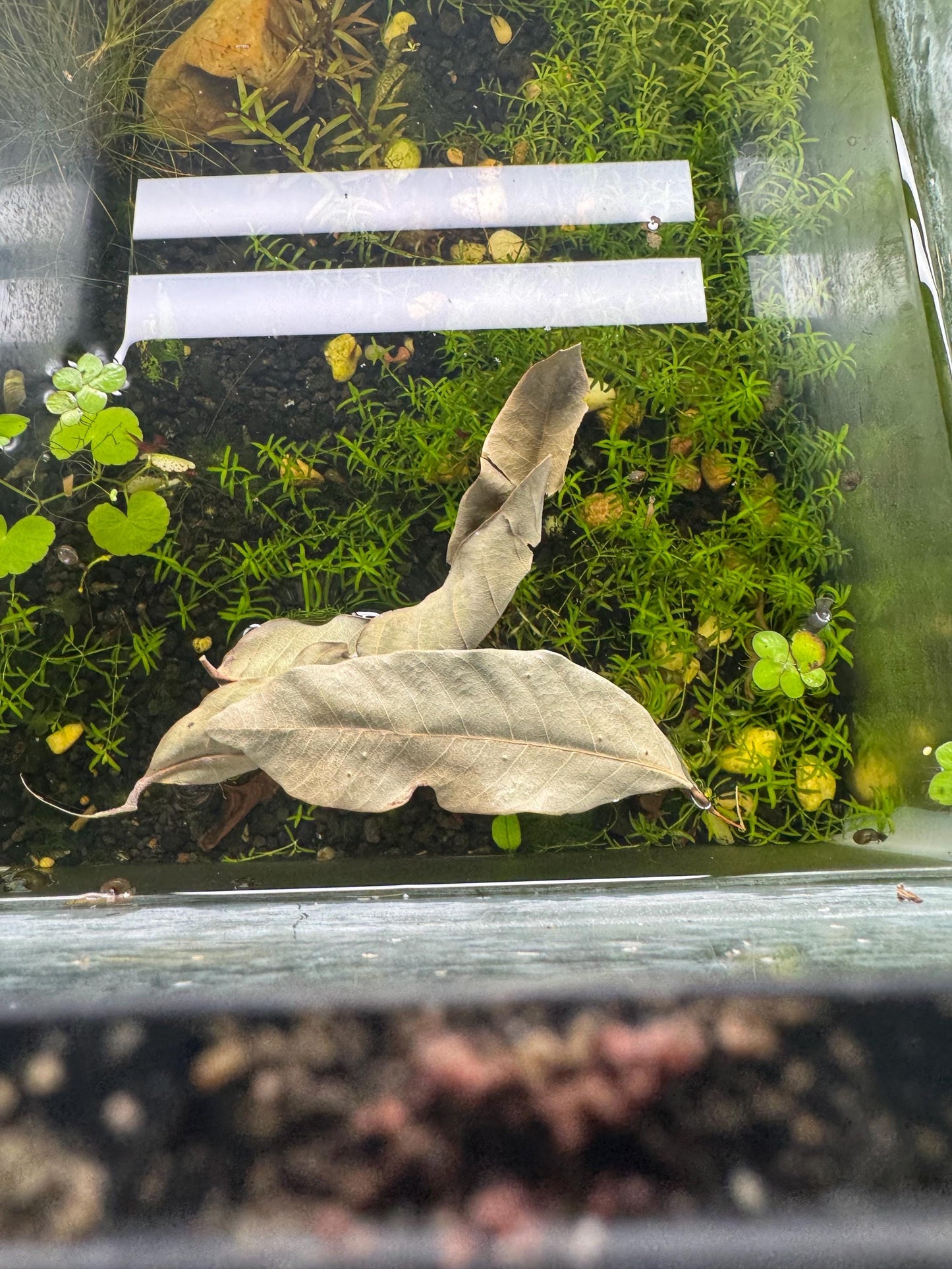 Longan Leaves 20-80 Pack | Blackwater Aquarium Leaf Litter for Betta, Shrimp, Fish Tank Botanicals
