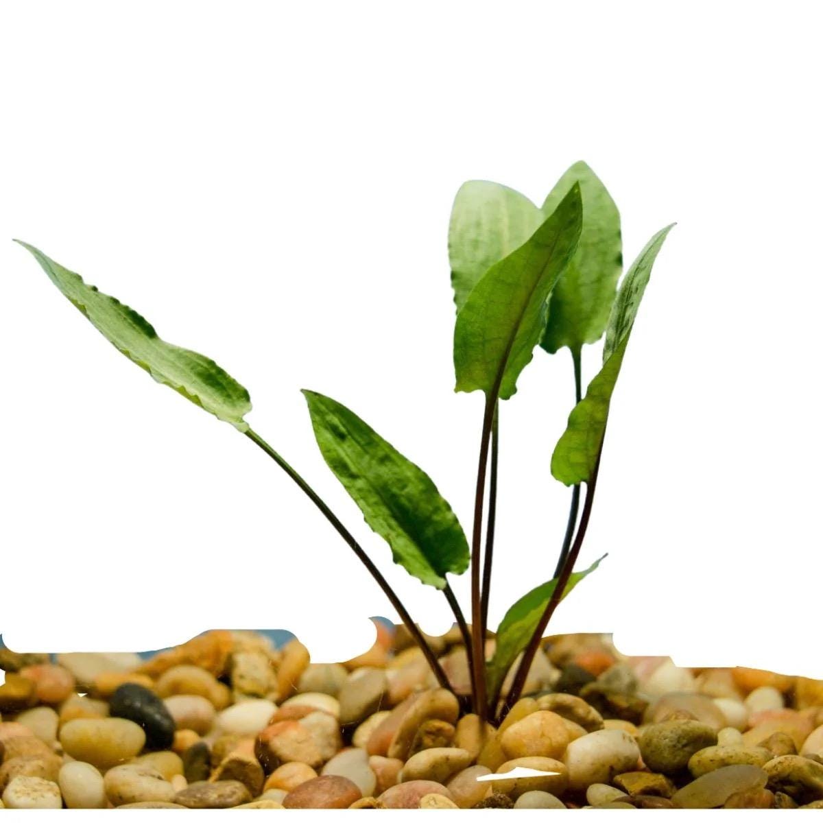 Cryptocoryne Wendtii Green live aquarium plant isolated on white background, rooted freshwater plant for low tech aquariums, ideal for betta and shrimp tanks