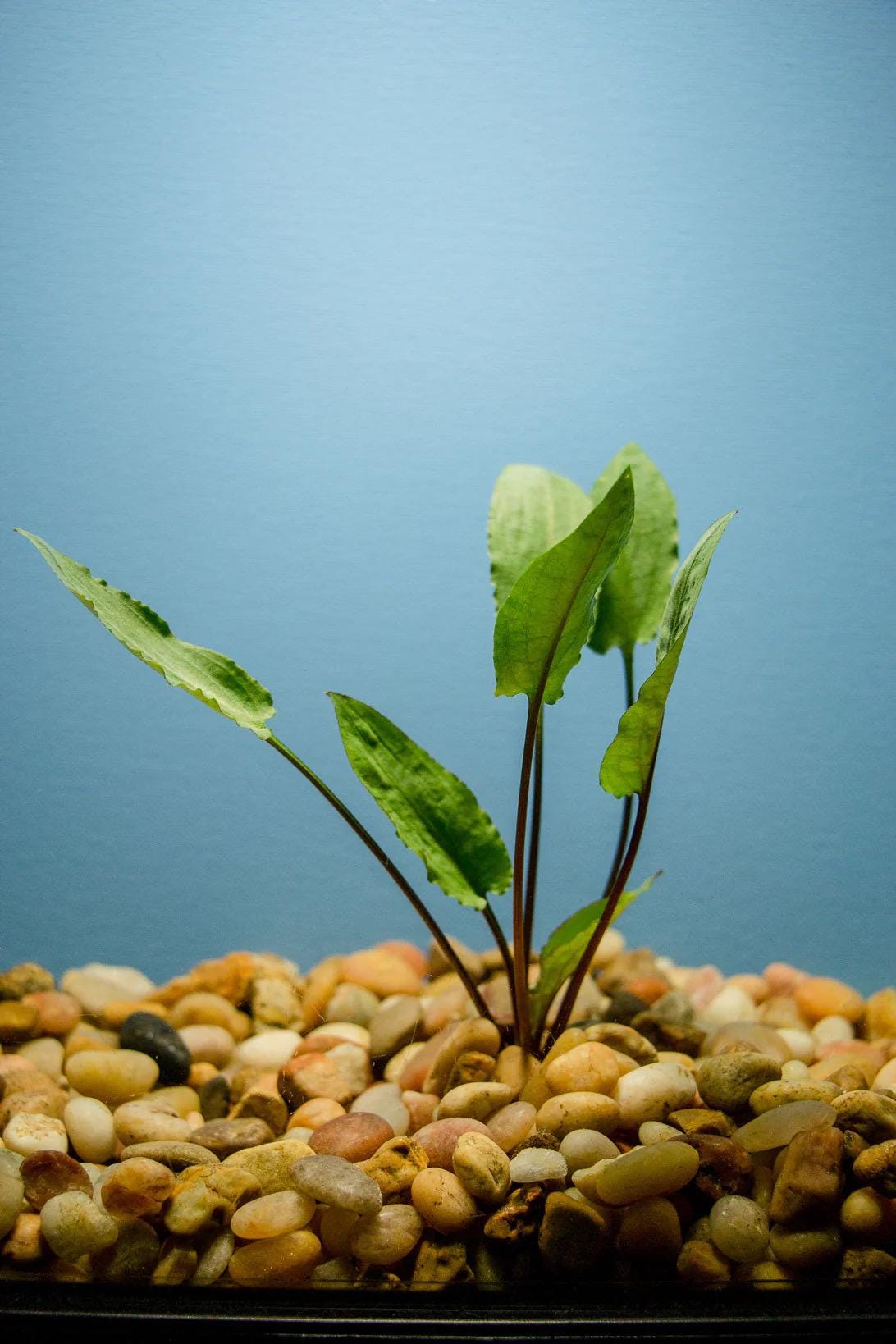 Cryptocoryne Wendtii Green live aquarium plant rooted in natural gravel substrate with blue background, low light freshwater plant for aquascaping, betta and shrimp tanks