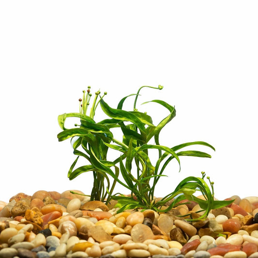 Echinodorus Vesuvius sword plant bare root on white background, spiral leaf aquarium plant for aquascape, betta and shrimp tanks