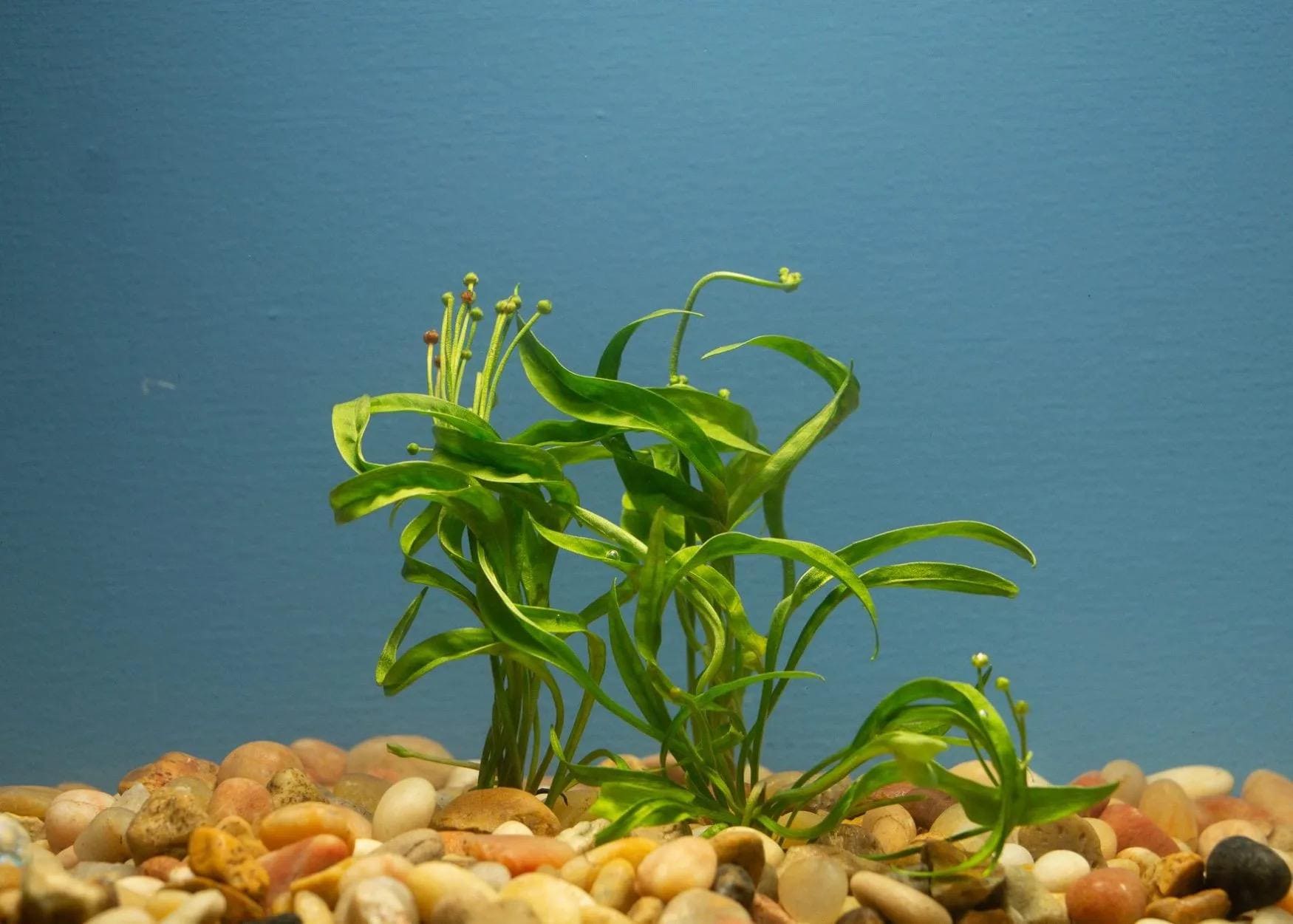 Echinodorus Vesuvius Sword Bare Root – Live Aquarium Plant, Unique Spiral Leaf Plant for Aquascape, Betta & Shrimp Tanks