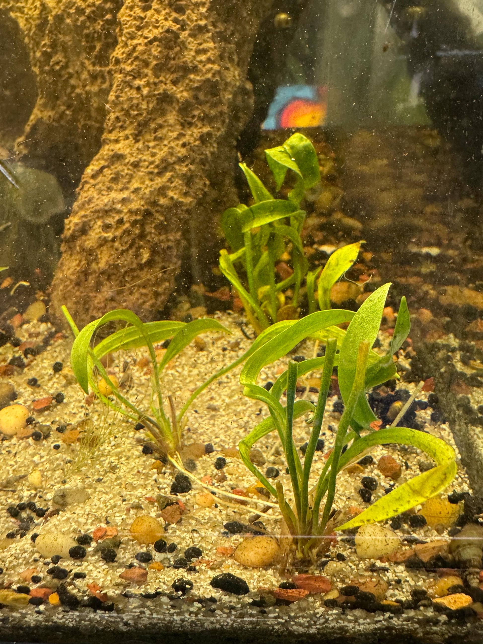 Echinodorus Vesuvius sword close up in aquarium substrate, corkscrew leaf plant for freshwater aquascape, ideal for betta and shrimp tanks