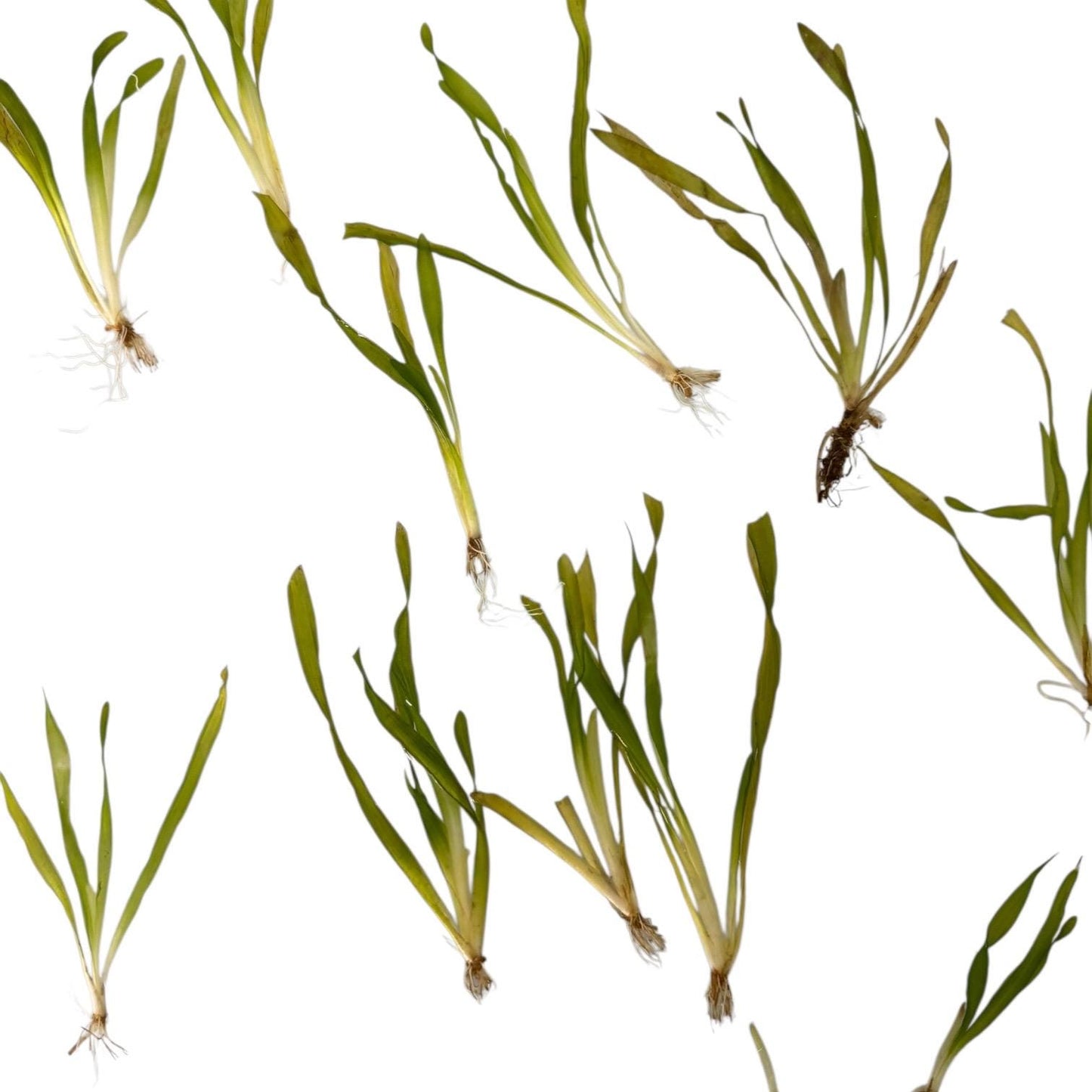 Corkscrew Vallisneria Live Aquarium Plant – Easy Background Plant – Low Light Freshwater Fish Tank Plant
