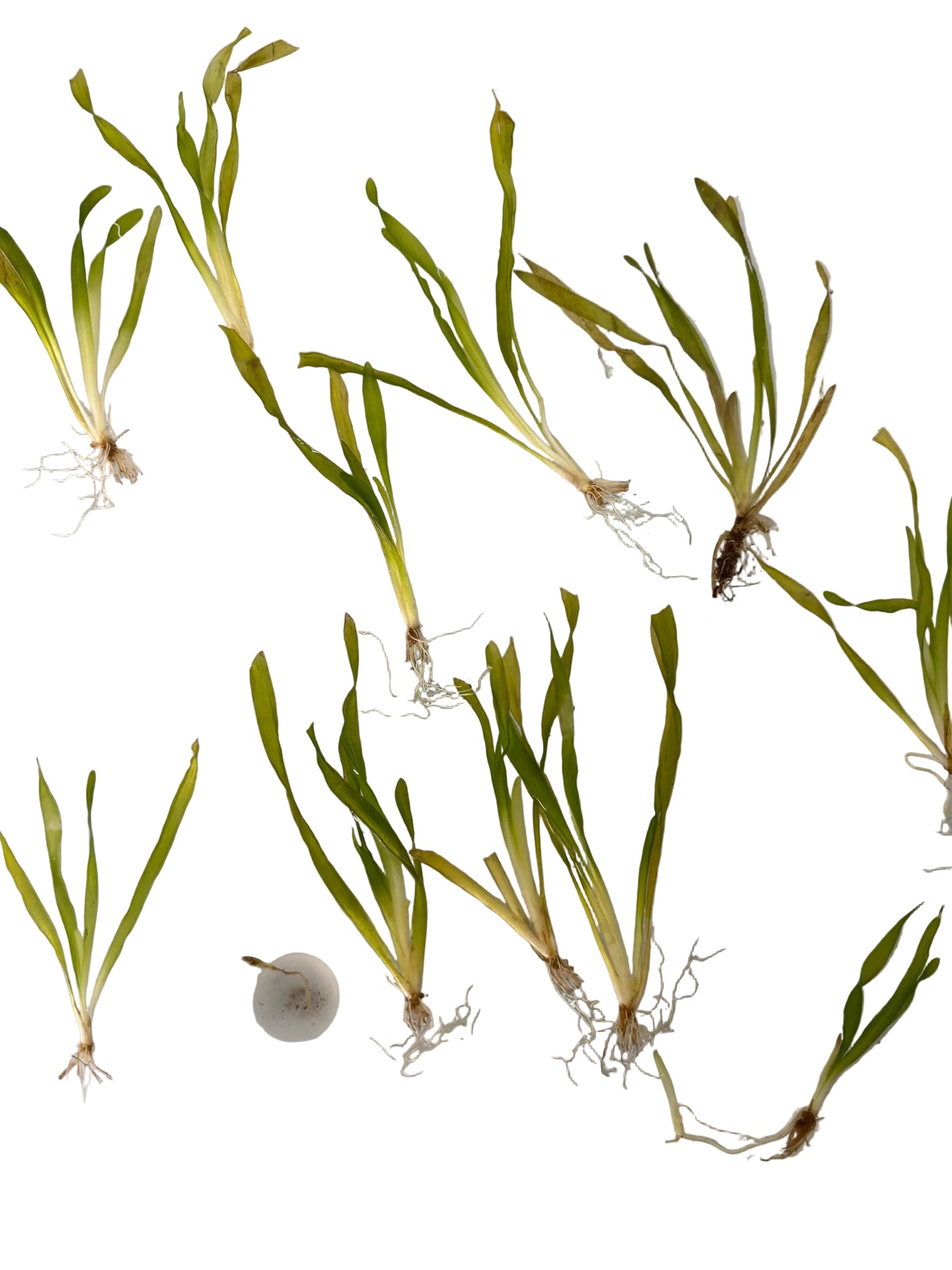 Corkscrew Vallisneria live aquarium plants, multiple bare-root stems on white background, easy background freshwater plant for fish tanks