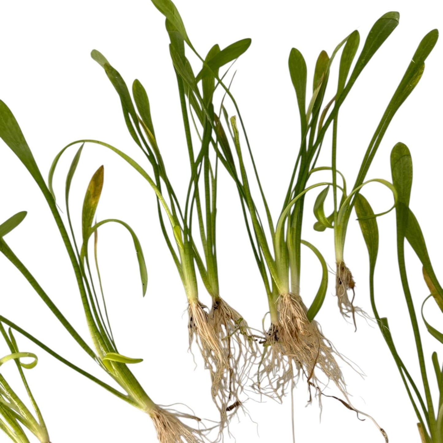 Dwarf Sagittaria Subulata live aquarium plants, multiple bare-root foreground plants on white background, easy freshwater carpet plant for fish tanks