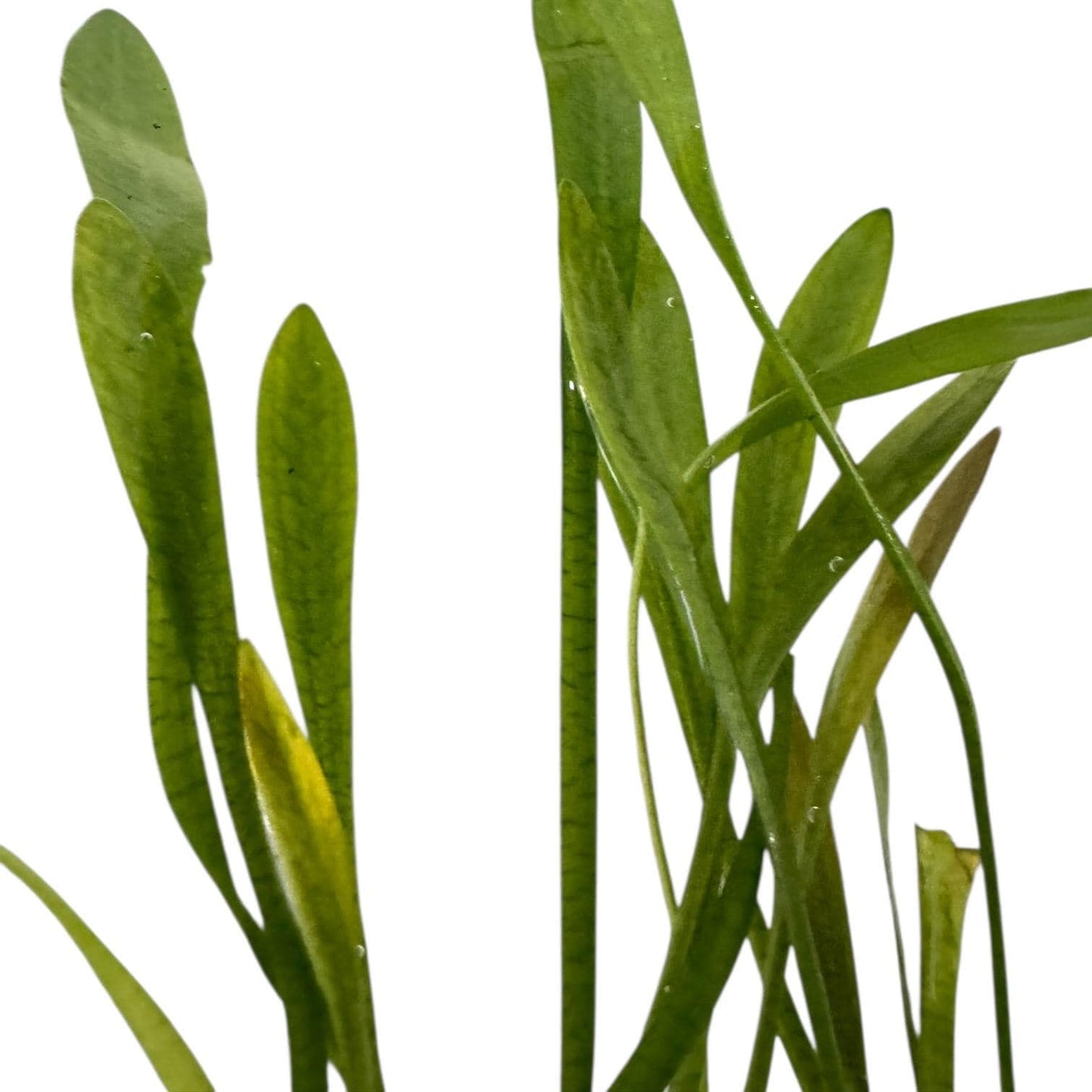 Dwarf Sagittaria Subulata Live Aquarium Plant – Easy Foreground Plant – Low Light Freshwater Carpet Plant