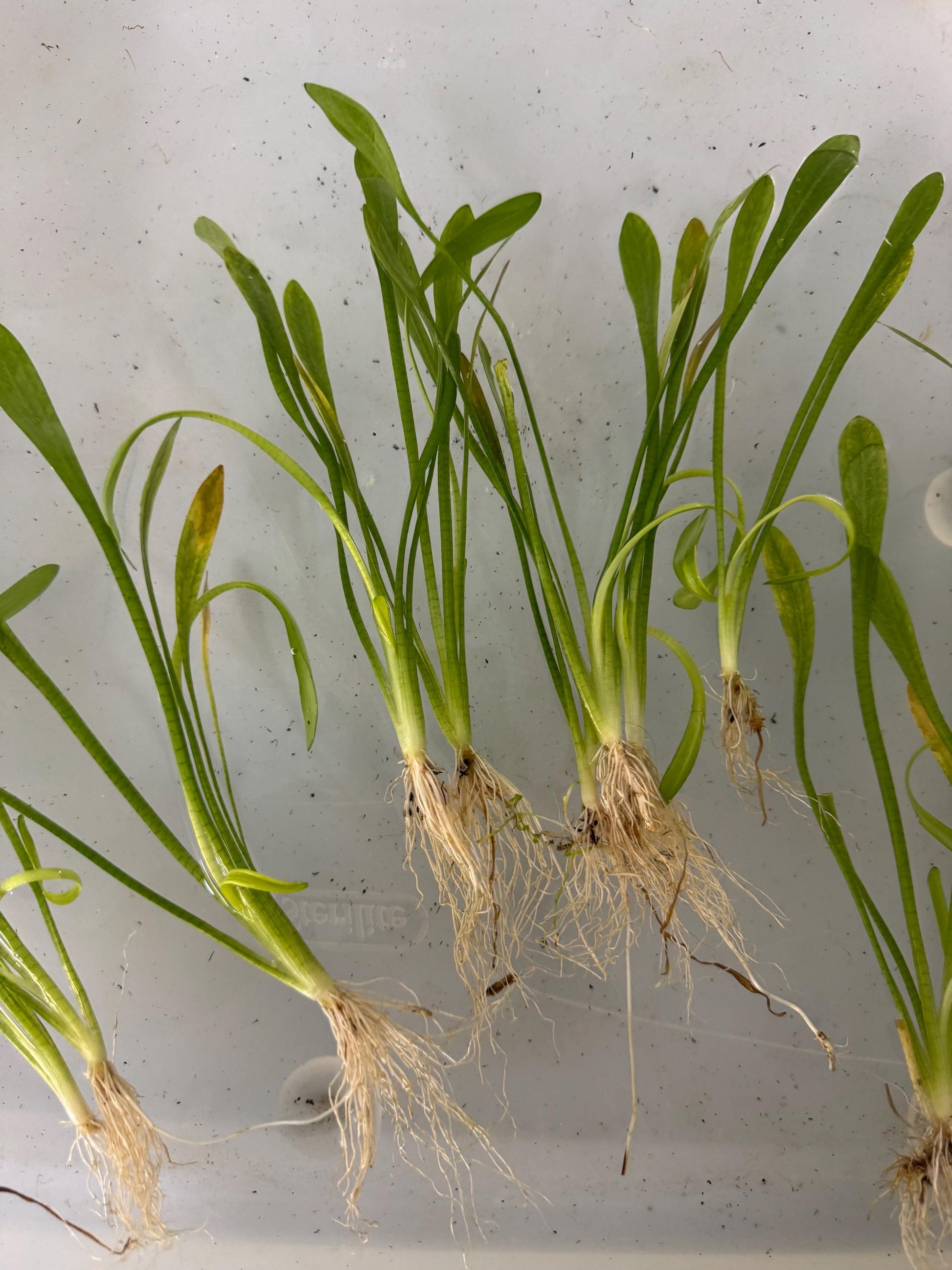 Dwarf Sagittaria Subulata Live Aquarium Plant – Easy Foreground Plant – Low Light Freshwater Carpet Plant