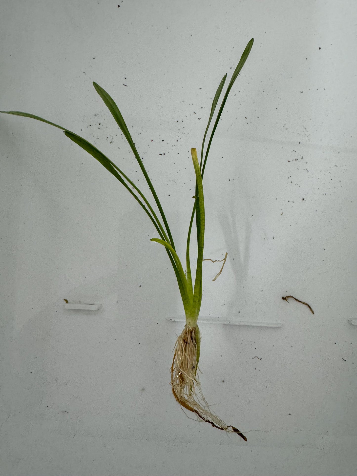 Dwarf Sagittaria Subulata Live Aquarium Plant – Easy Foreground Plant – Low Light Freshwater Carpet Plant