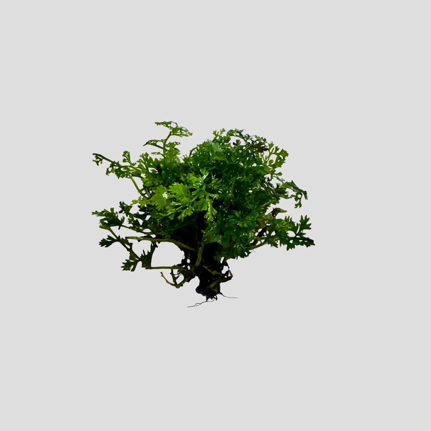 Healthy Mini Bolbitis live plant with dense growth, perfect low light aquarium plant for driftwood or rock